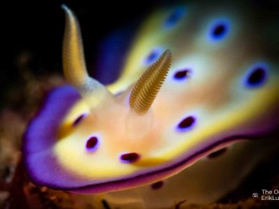 OceanImageBank_ErikLukas_web2