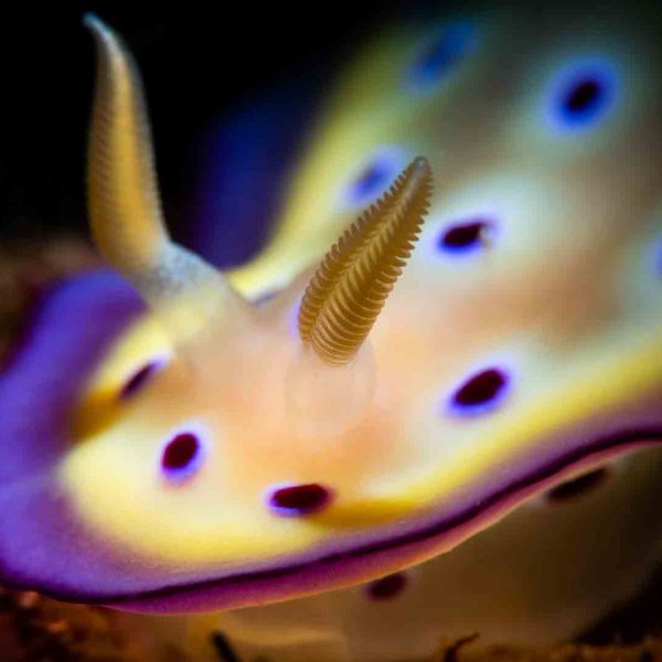 OceanImageBank_ErikLukas_web2