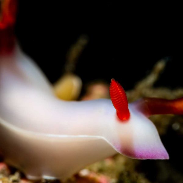 OceanImageBank_ErikLukas_web3