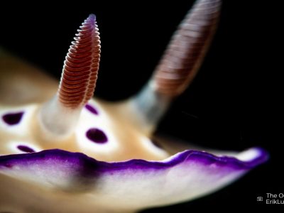 OceanImageBank_ErikLukas_web4