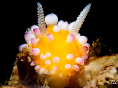 OceanImageBank_ErikLukas_web5