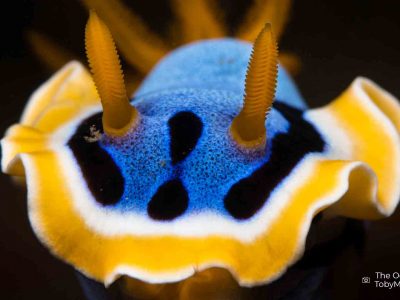 OceanImageBank_TobyMatthews_web1