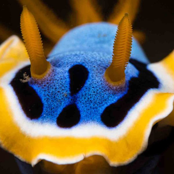 OceanImageBank_TobyMatthews_web1