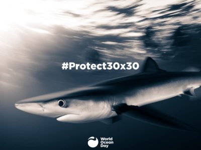 Shark_FB_#30x30