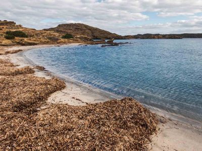 des algues de posidonie sur une plage qui protegent le sable des
