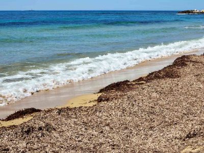 des algues de posidonie sur une plage qui protegent le sable des