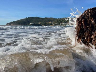 des algues de posidonie sur une plage qui protegent le sable des