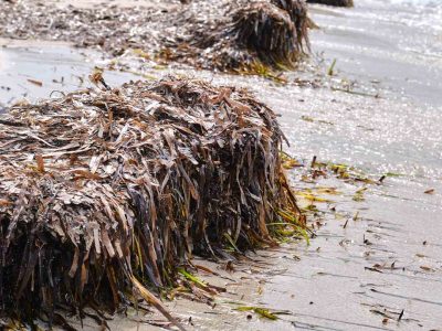 des algues de posidonie sur une plage qui protegent le sable des