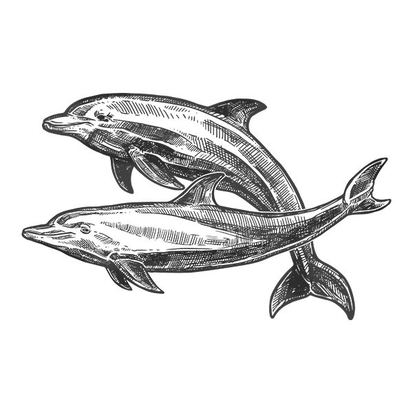 delfin mular1 y 2