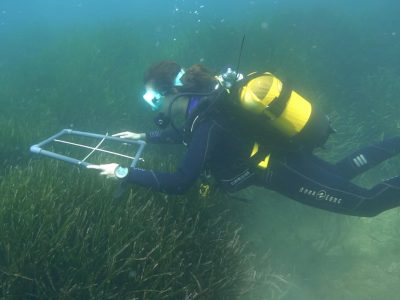 medicion_posidonia1
