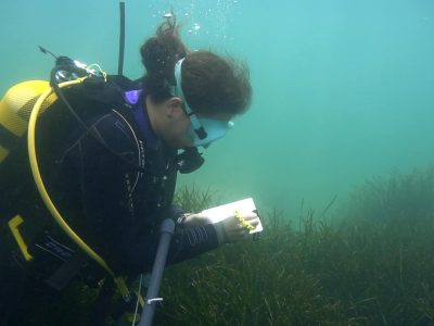 medicion_posidonia3