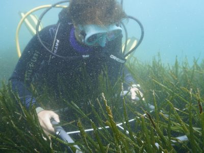 medicion_posidonia4
