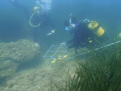 medicion_posidonia5