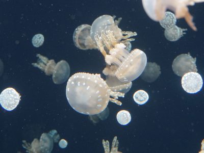 medusa5