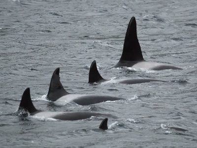 patagonia cetaceos
