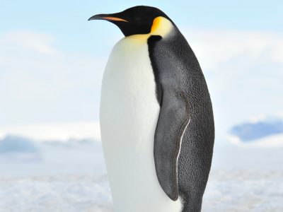 pinguino_web