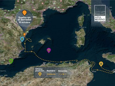 posicion_tortugas_posidonia
