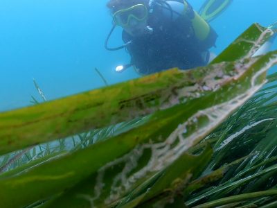 posidonia lidia