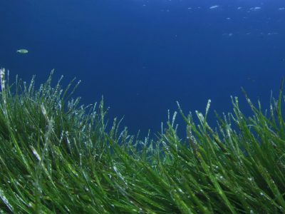posidonia1_