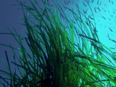 posidonia3_