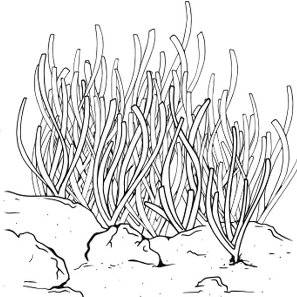 posidonia_oceanica