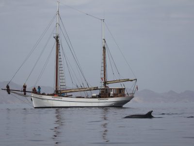 proyecto anse fundacion azul marino 1