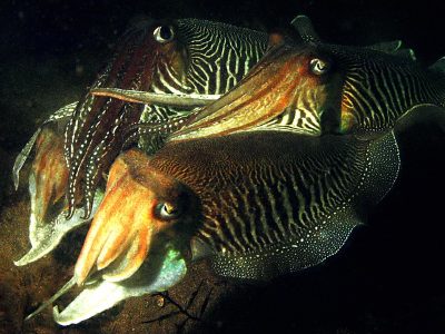 sepia6