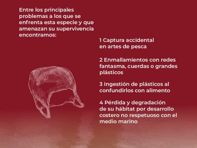 suelta3